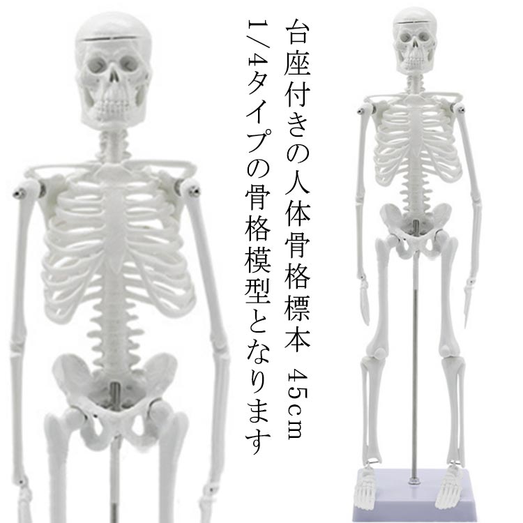 人体模型 45cm 人体骨格模型 骨格標本 稼動 直立 スタンド 教材 45cm 1/4 モデル 骨 骨格 模型 骸骨 フィギュア 全身骨格模型 人体模型おもちゃ ホワイト 台座付き
