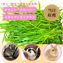 【スーパーSALE限定価格】【国産・無農薬】 チモシー 1番刈り 朝収穫 生牧草1kg 3kg イタリアンライグラス クローバー クッキー 無農薬 無添加 自然農園 国産うさぎ モルモット チモシー チンチラ 小動物 自然農園 チンチラ 犬 猫 鳥 クッキー 牧草 床材 ペット用