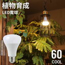 【クーポンでmax15%OFF! 5/9 20時スタート】 植物育成ライト PLANTS LIGHT COOL 60 昼白色 植物育成 LED 電球 E26 育成ライト 植物 照明 LED電球 観葉植物 プランツライト BRID ブリッド 育成 …