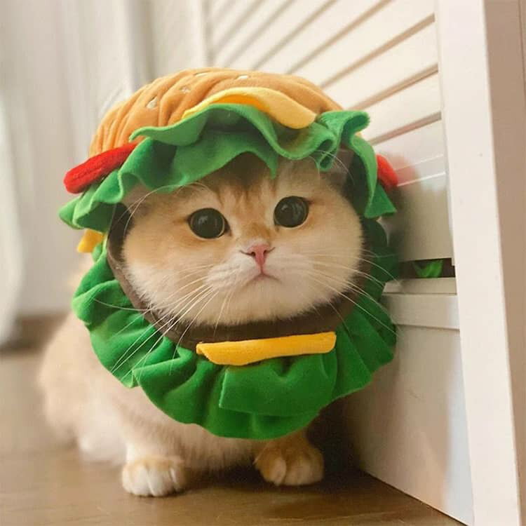 グッズ ペット用 仮装 かぶりもの ハロウィン...の紹介画像2