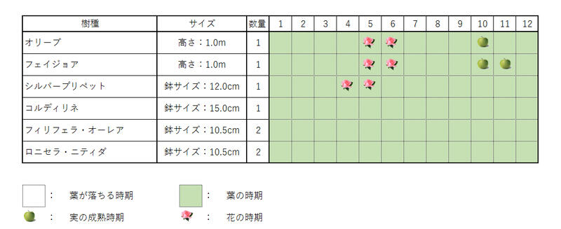 オリーブ＆フェイジョアセット　　　オリーブ(樹高約1.0m) フェイジョア(樹高約1.0...