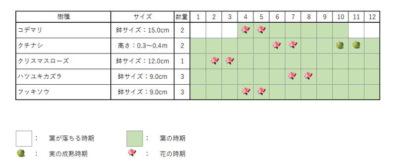 【コデマリ＆クチナシセット】　コデマリ(15cmポット) クチナシ(根巻) クリスマスローズ(12cmポット) ハツユキカズラ(9cmポット) フッキソウ(9cmポット) 庭木・植栽セット