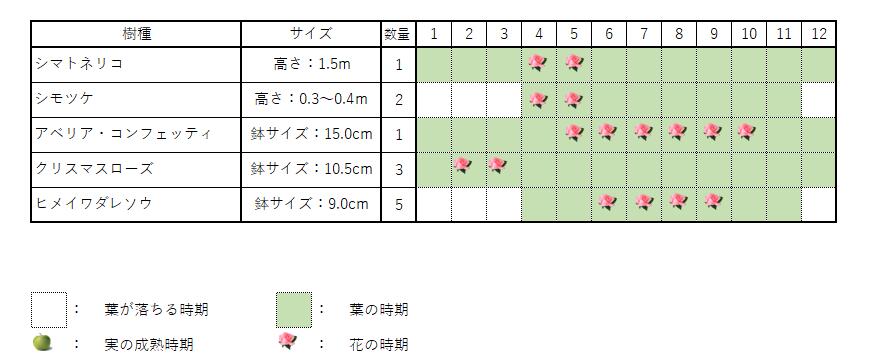 シマトネリコセット1　　　シマトネリコ　株立ち(樹高約1.5m) シモツケ(根巻) アベ...