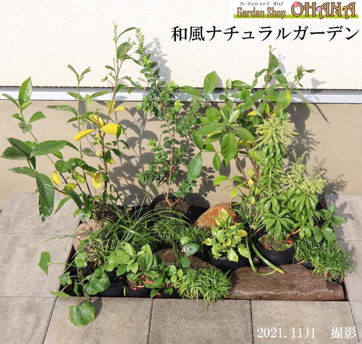 楽天市場】ホスタ セットの通販 楽天市場】ホスタ セットの通販