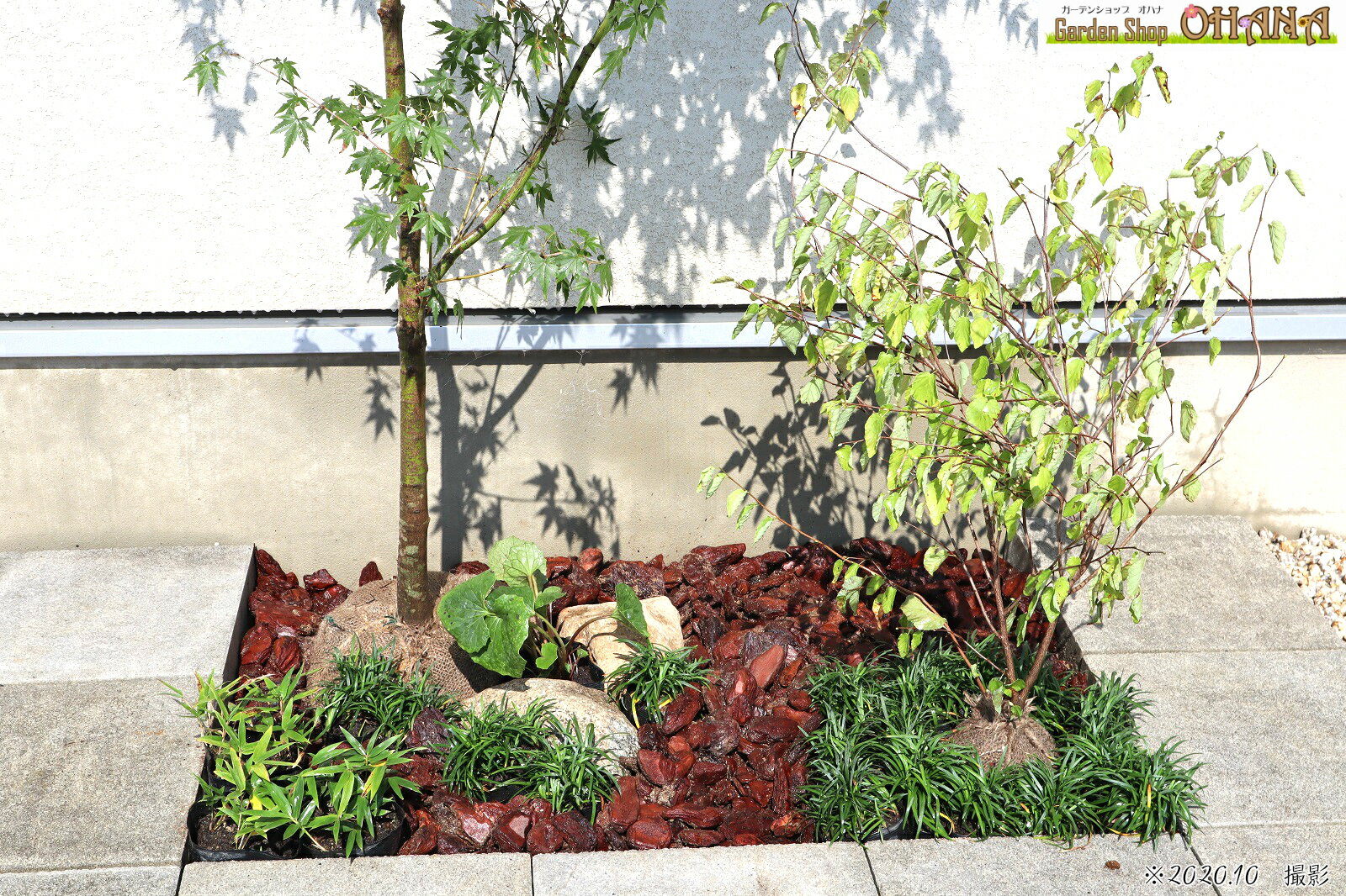 �����ϥ�ߥ����å�1���������ϥ�ߥ�(������1.5m) �ҥ奦���ߥ���(����) �ĥ�֥�(10.5cm�ݥå�) �����ޥ���(10.5cm�ݥå�) ���ޥ�奦(9cm�ݥå�) ���ڡ����ϥ��å�