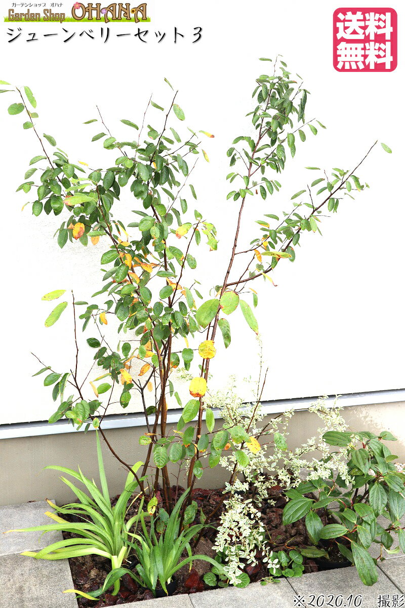 造園屋さんがデザインした 育てやすい ジューンベリー の植栽セット ガーデニング 農業 ジューンベリーセット3 シャガ 9cmポット ジューンベリー 樹高約1 5ｍ ビバーナム ダビディ 15cm シルバープリペット 12cmポット シルバープリペット 12cmポット シャガ