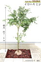 イロハモミジ 樹高約1.5m シンボルツリー 紅葉 落葉樹 落葉高木 植木 庭木