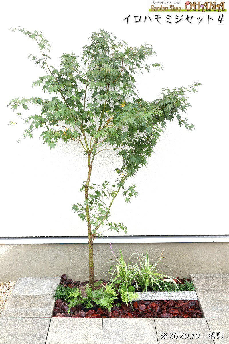 イロハモミジセット4　　イロハモミジ(樹高約1.5m) フイリヤブラン(10.5cmポット) シダ・ベニシダ(12cmポット) ツワブキ(10.5cmポット) タマリュウ(9cmポット)　庭木・植栽セット