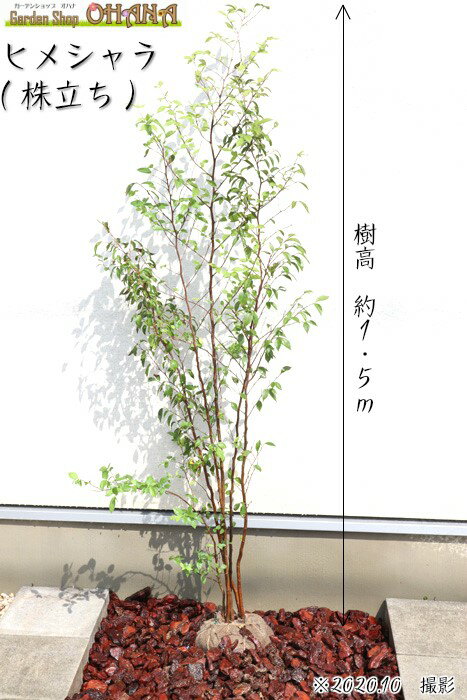 ヒメシャラ　株立ち　　樹高約1.5m シンボルツリー 姫シャラ 落葉樹 落葉高木 花木 植木 庭木