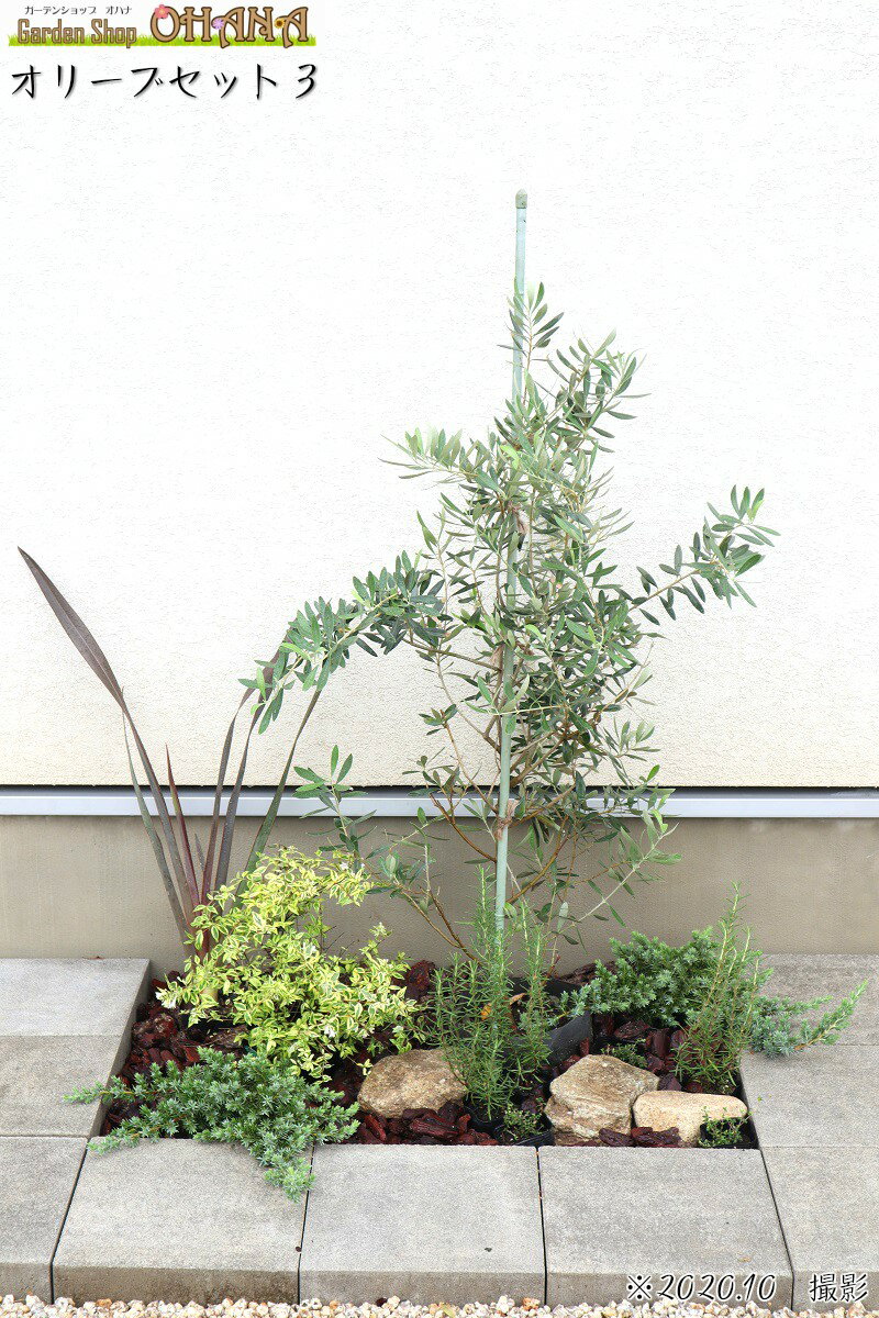 オリーブセット3　　 オリーブ(樹高約1.5m) ニューサイラン銅葉(15cmポット) アベリア・ホープレイズ(15cmポット) ブルーパシフィック(15cm) ローズマリー(10.5cmポット) タイム(9cmポット) 庭木・植栽セット