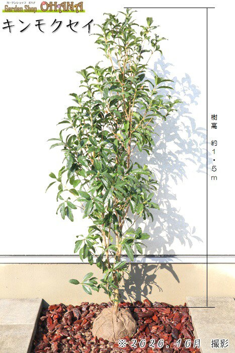 キンモクセイ　　樹高約1.5m　金木犀 シンボルツリー 常緑樹 常緑高木 生垣 植木 庭木 芳香