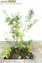 ジューンベリーセット2　　　ジューンベリー(樹高約1.5m) クチナシ(樹高約0.4m) グミ・ギルトエッジ(15cmポット) コムラサキ(9cmポット) ハツユキカズラ(9cmポット) ヤブラン(9cmポット)　庭木・植栽セット