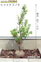 ヒメイチゴノキ 樹高約1.0m 姫イチゴ 常緑 常緑樹 果樹 低木 赤実 植木 庭木