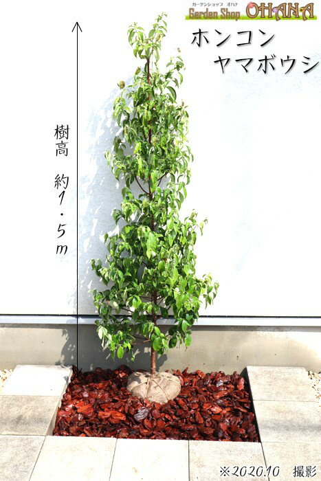 ホンコンヤマボウシ 樹高約1.5m ホンコンエンシス 月光 常緑 ホンコンヤマボウシ 樹高約1.5m ホンコンエンシス 月光 常緑