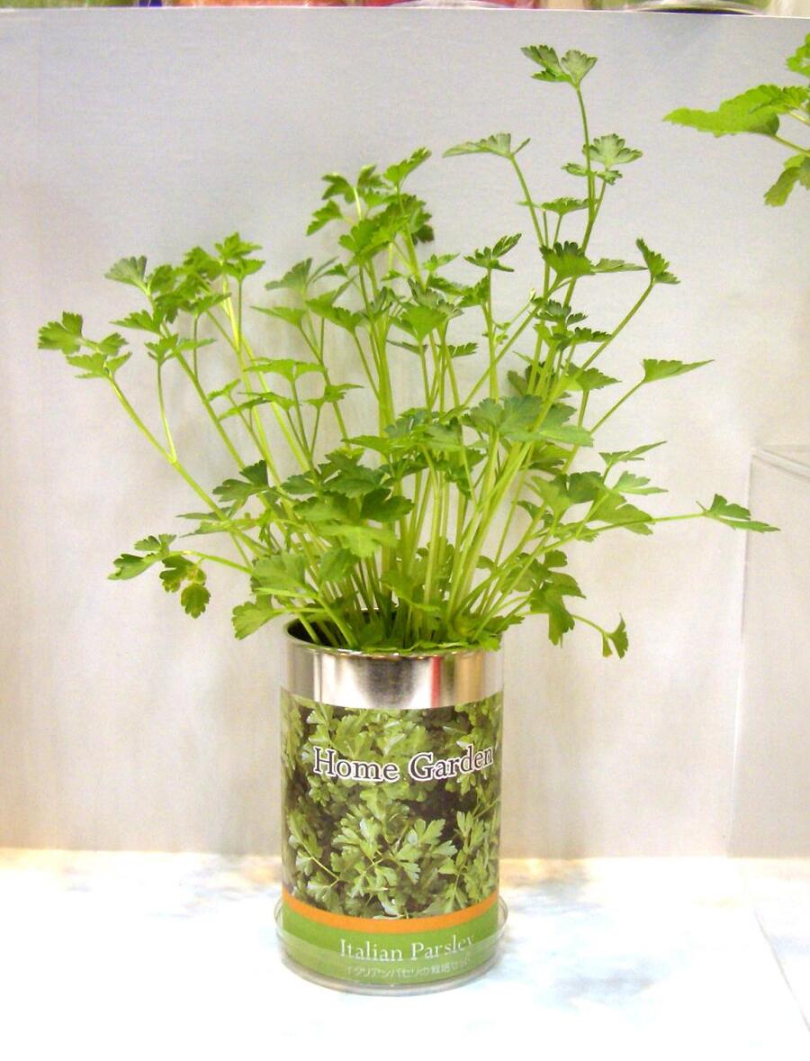 �ۡ��६���ǥ�S �����ꥢ��ѥ��ꡡ���ݥ��å�