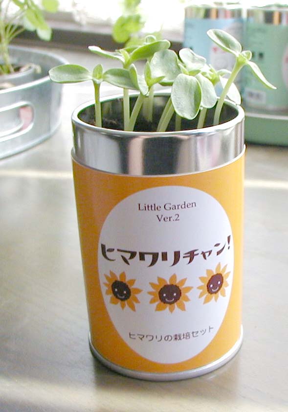 Garden Shop OHANAのリトルガーデンVer．2　ヒマワリチャン　ひまわり 栽培キット｜アングル2