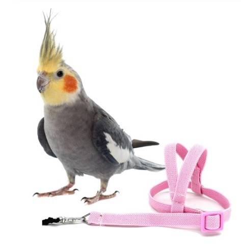 オウム鳥 フライングトレーニングロープ Pink オウム鳥 フライングトレーニングロープ Pink