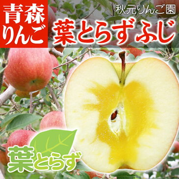 りんご 青森県産 葉とらず サンふじ ●家庭用 10C箱(10kg箱:約32〜50個入)【青森りんご 蜜入りリンゴ 蜜入りりんご 訳あり 葉取らず 林檎 りんごジュースに ギフト 御歳暮 お歳暮 お試し フルーツ 果物 青森県 お取り寄せ 秋元りんご園】【楽ギフ_のし】【RCP】