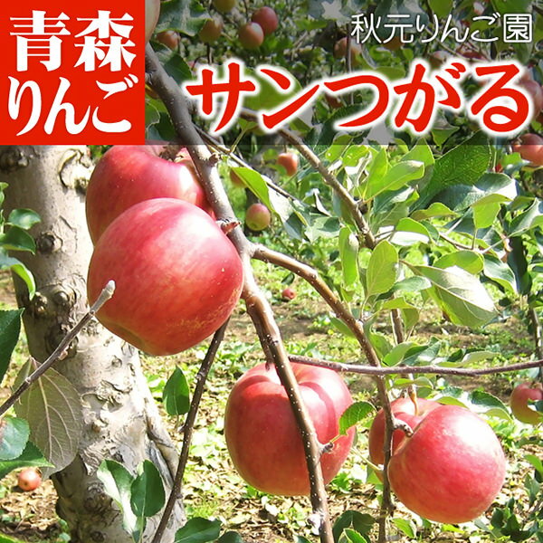 送料無料 青森 リンゴ サンつがる ●家庭用 10C箱(10kg箱:約32〜40個入) りんご 青森県産 リンゴ 林檎 アップル りんごジュース ギフト お試し フルーツ 果物 青森県 お土産 お取り寄せ 販売 通販 秋元りんご園 楽ギフ のし 産地直送訳ありRCP