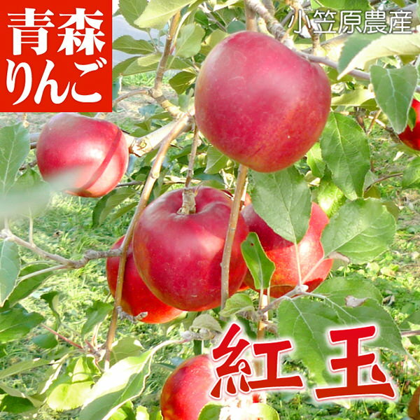 【紅玉りんご】甘酸っぱくて美味しい！おすすめの紅玉リンゴは？