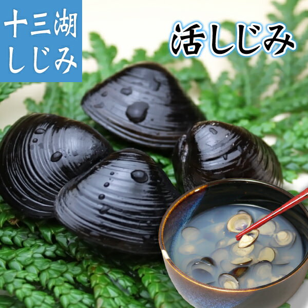 送料無料　青森県十三湖 しじみ貝(活) 中粒 1kg　あおもり ギフト シジミ 蜆 しじみ汁 しじみ ...