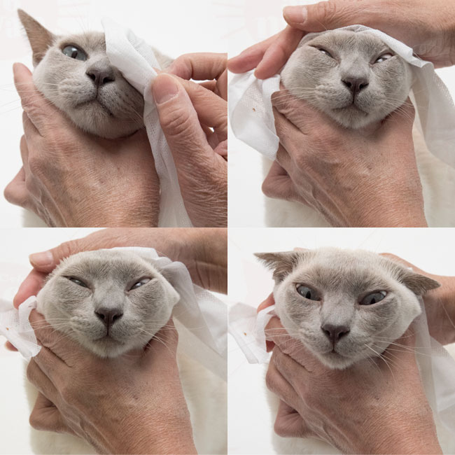 スーパーキャット らくらく純水99.5%ボディタオル (14772)