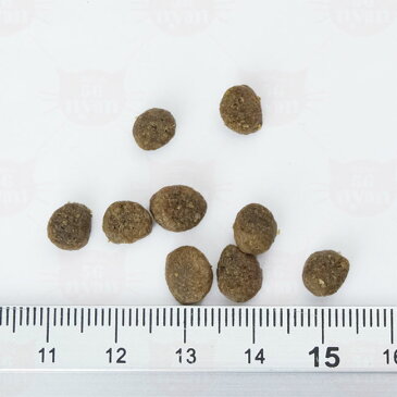 ソリッドゴールド インドアキャット室内猫用 アラスカ産サーモン・ヒラマメ&リンゴ 500g ドライフード (63113)