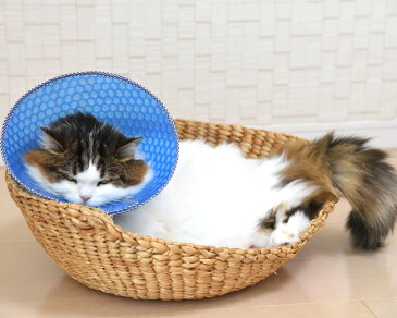 猫用エリザベスカラー ソフトタイプ Sサイズ (18407) ゴロにゃんオリジナル エアライフ 猫用術後ケア 介護用品