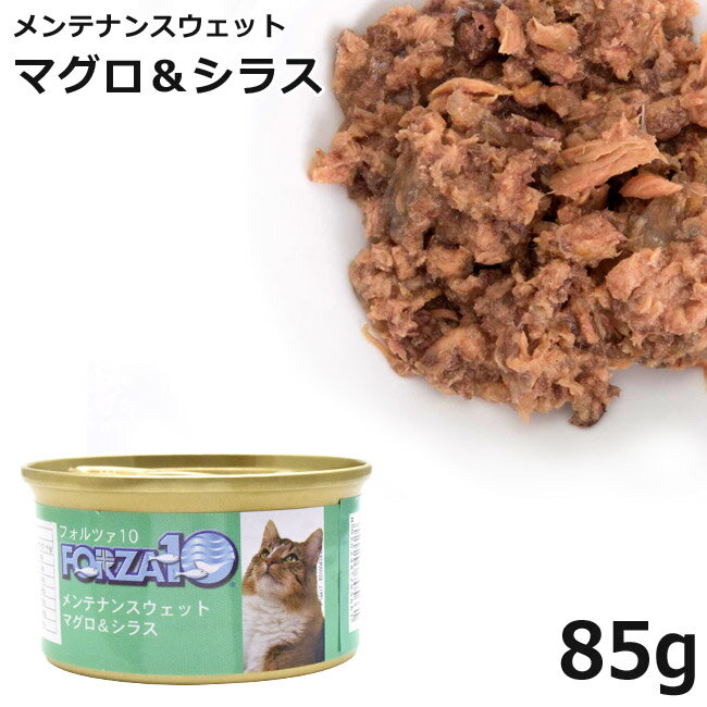 フォルツァ10 キャット メンテナン