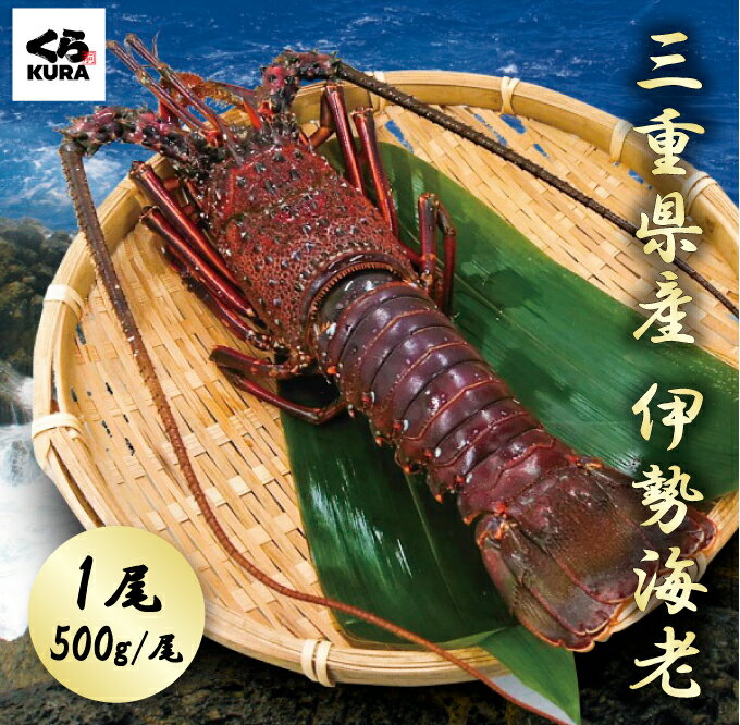 くら寿司 三重県産 伊勢海老 1尾 500g ギフト プレゼント ご自宅用 贈答用のサムネイル