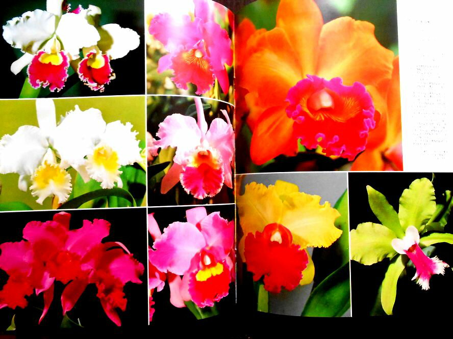 ������̵���ۡ���š۽�����ī��ɴ�ʡ�86�������ο�ʪ�����ӥ͡����ȥ쥢