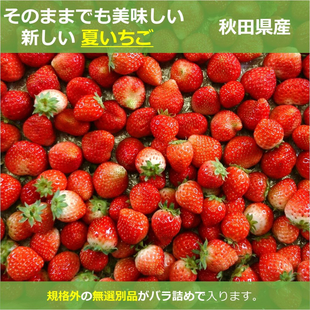 生食できる夏イチゴ 送料無料 ジャム・ソース用 6月〜11月