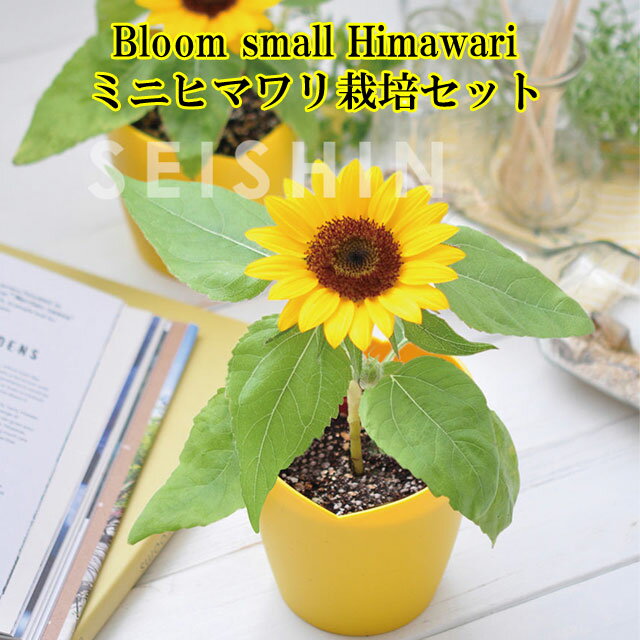 『栽培セット』 Bloom small Himawari ミニヒマワリ栽培セット 【即納】 栽培キッ ...