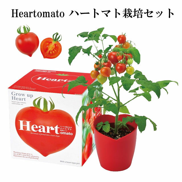 『栽培セット』 Heartomato ハートマト栽培セット 【即納】 栽培キット トマト ハート 野菜 インテリア 置物 グッズ