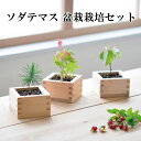栽培キット ソダテマス 盆栽 栽培セット 【即納】 盆栽 キ...