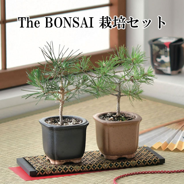 The BONSAI 栽培セット 黒松 赤松 栽培キット 栽培 セット キット 松 まつ かわいい  ...