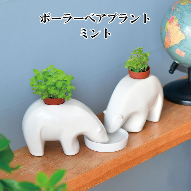 栽培キット polar bearplant ポーラーベアプラント ミント ハーブ かわいい 栽培セット ハーブ バジル 室内 プレゼント アップルミント おしゃれ 家庭菜園 観葉植物 花 グリーン 植物インテリア 置物