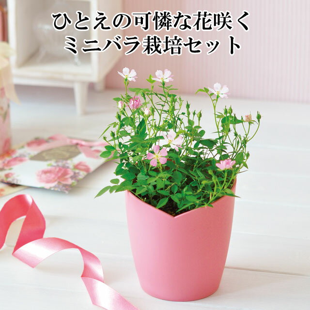 ひとえの可憐な花咲くミニバラ栽培セット 【即納】 ミニバラ バラ ばら 薔薇 栽培キット 栽培 花 植物 セット キット…