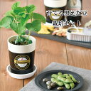 育てる黒えだ豆 栽培セット 栽培キット 種 野菜 枝豆 エダマメ えだまめ かわいい おしゃれ ギフト グリーン インテリア 置物 グッズ