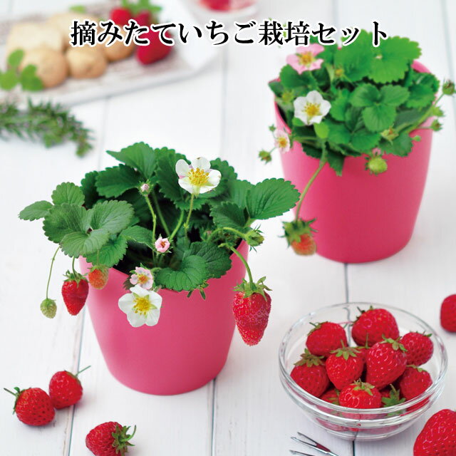 栽培セット 摘みたていちご Strawberry 栽培キット ストロベリー イチゴ いちご 苺 果物 かわいい フルーツ 野菜 おしゃれ 家庭菜園 観葉植物 花 グリーン 植物 インテリア 置物 グッズ