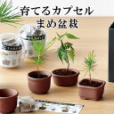 栽培キット 育てるカプセル まめ盆栽 【即納】 栽培セット 盆栽 植物 グリーン ケヤキ モミジ 赤 ...