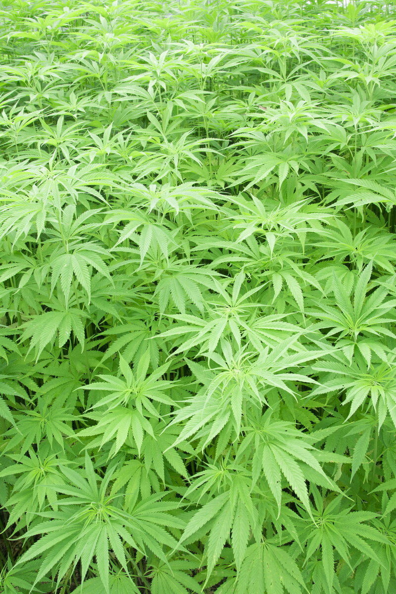 �ڥ᡼���زġ�������ڹᡦ�ڤäƻȤ��������������4g��5g�ˡ�2025ǯ��_�����۾������Ҥ��㱤��θ��̤����ԤǤ��ޤ��ڤ������6���ޤǡۡڤޤܤ���� asa808