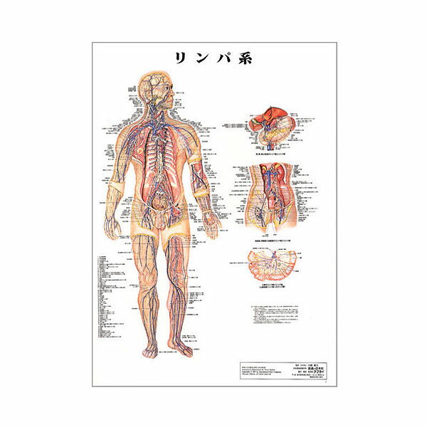 リンパ系 デスクサイズプラスチック版 ポスター 人体チャート 医学チャート 人体ポスター 人体解剖図 人体図 整体用品