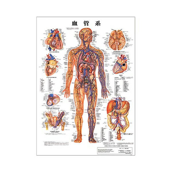 楽天市場】人体模型 血管の通販 楽天市場】人体模型 血管の通販