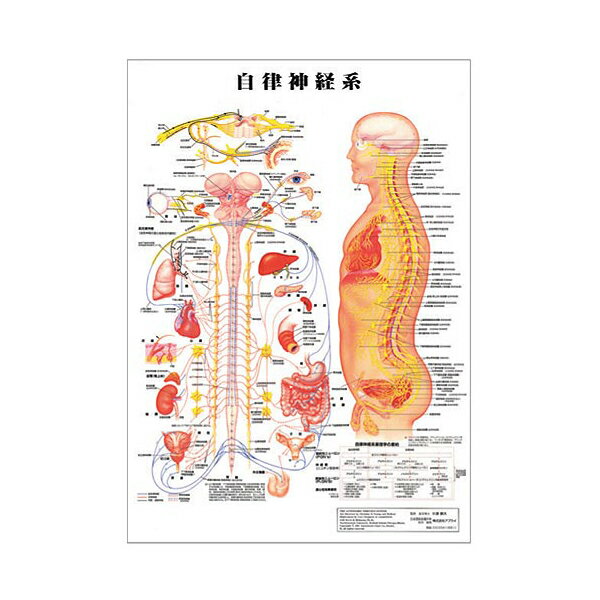 自律神経系 デスクサイズプラスチック版 ポスター 人体チャート 医学チャート 人体ポスター 人体解剖図 人体図 整体用品
