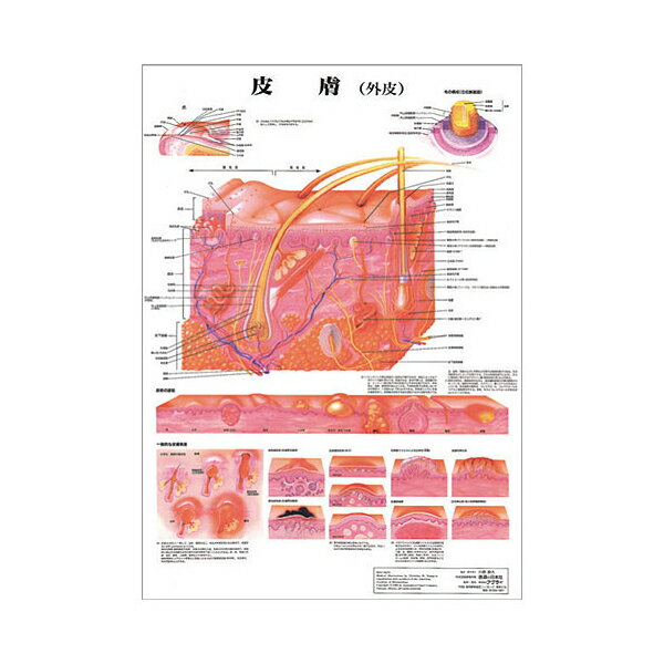 皮膚 デスクサイズプラスチック版 ポスター 人体チャート 医学チャート 人体ポスター 人体解剖図 人体図 整体用品