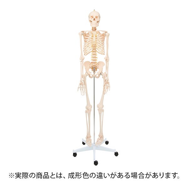 【最大3,000円OFFクーポン！～5/15 23:59】 人体模型 骨格模型 全身骨格 模型 等身大 間接模型 骨格標本 骨模型 骸骨…