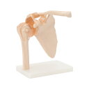 人体模型 骨格模型 肩関節 模型 実物大 間接模型 骨格標本 骨模型 骸骨模型 人骨模型 骨格 人体 モデル ヒューマンスカル 骸骨 ガイコツ 可動 靭帯 教材 実験 接骨院 整骨院 ハロウィン 7ウェルネ