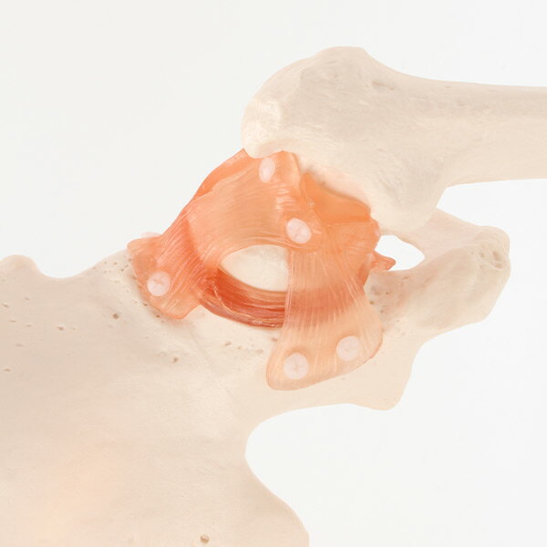 �����Ϸ� �����Ϸ� �Դ��� �Ϸ� ��ʪ�� �����Ϸ� ����ɸ�� ���Ϸ� �����Ϸ� �͹��Ϸ� ���� ���� ��ǥ� �ҥ塼�ޥ󥹥��� ���� �������� ��ư ���� ���� �¸� �ܹ��� ������ �ϥ������� 7�������