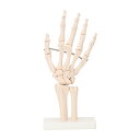 人体模型 骨格模型 手関節 模型 実物大 間接模型 骨格標本 骨模型 骸骨模型 人骨模型 骨格 人体 モデル ヒューマンス…